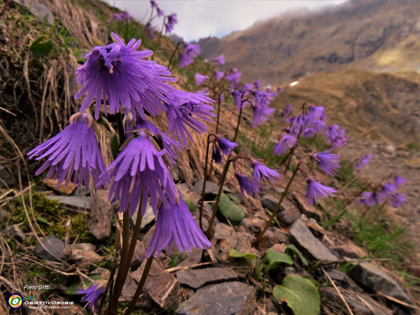 41 Soldanella alpina (Soldanella alpina).JPG